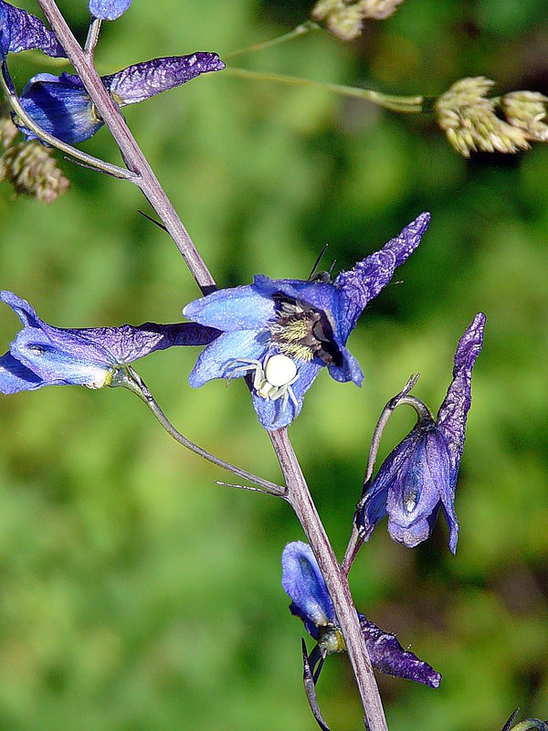 Image of Delphinium elatum specimen.