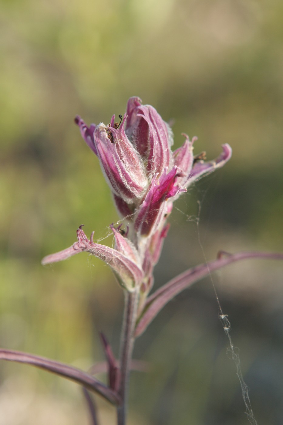 Image of Castilleja rubra specimen.