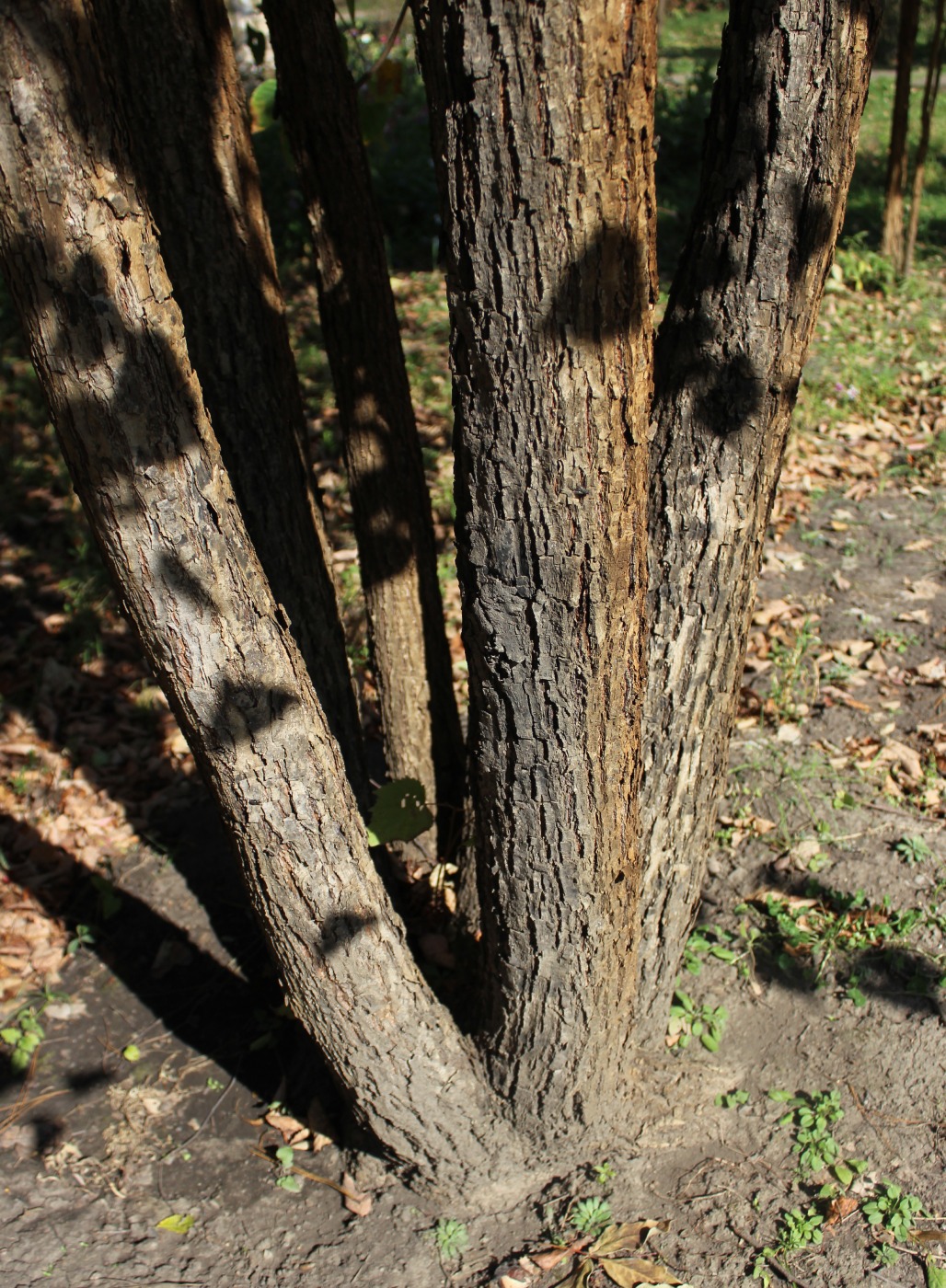 Изображение особи Tilia paucicostata.