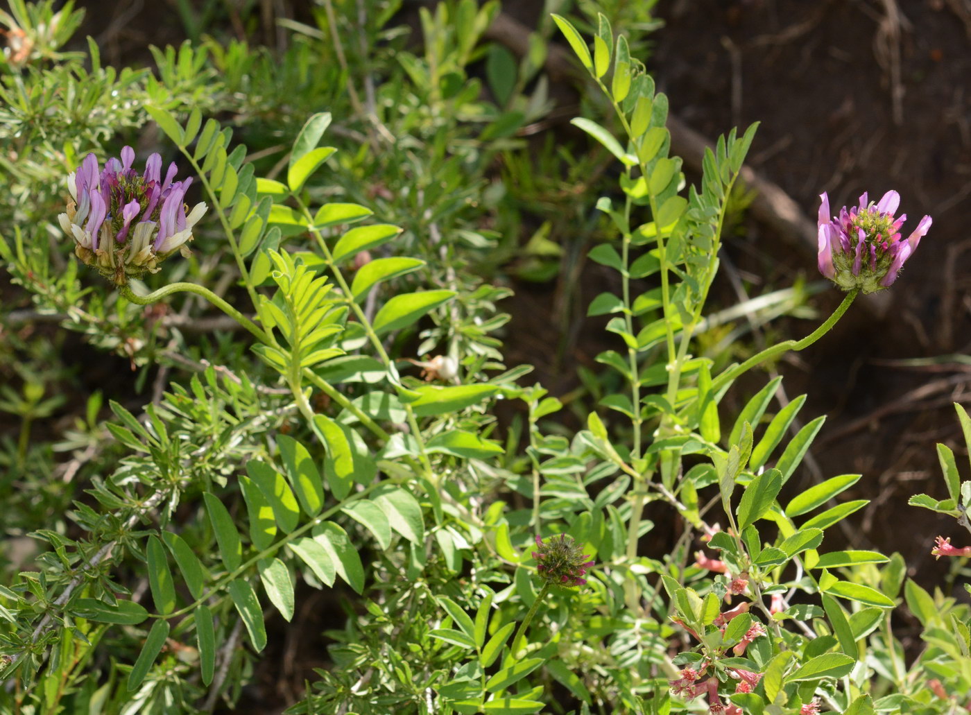 Изображение особи Astragalus variegatus.