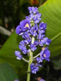 Dichorisandra thyrsiflora. Соцветие. Израиль, Иудейские горы, г. Иерусалим, ботанический сад университета. 11.07.2022.