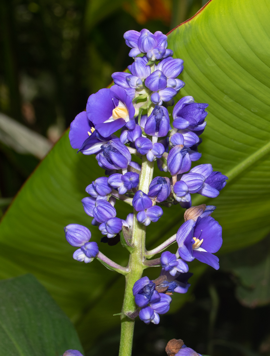 Image of Dichorisandra thyrsiflora specimen.