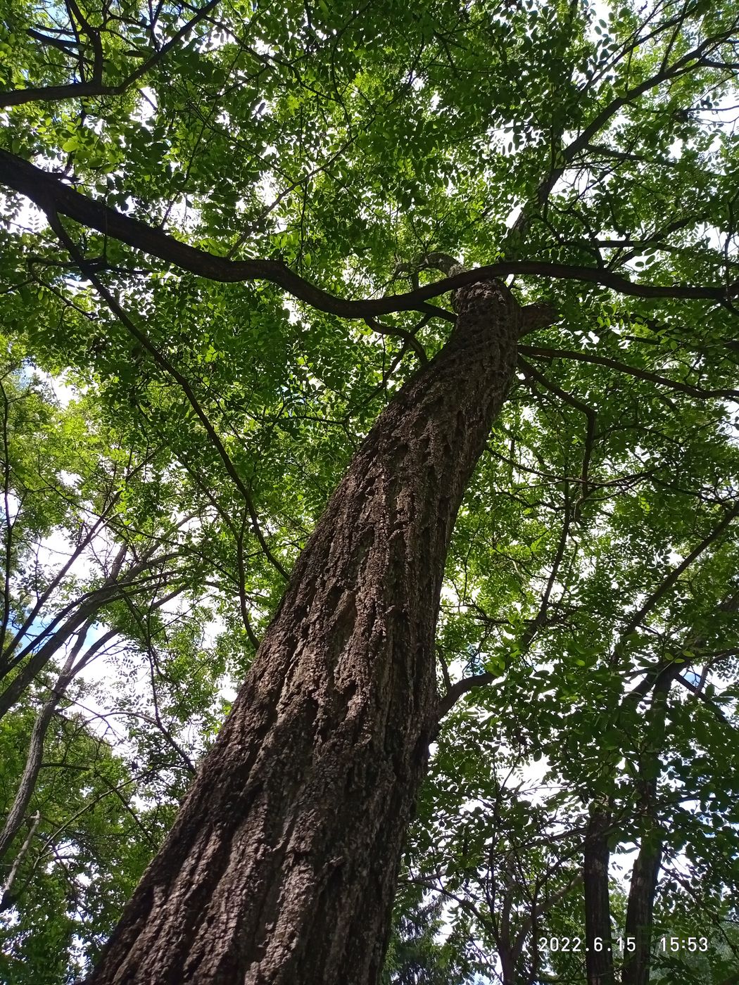 Изображение особи Robinia pseudoacacia.