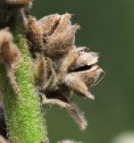 View full-size image Verbascum densiflorum