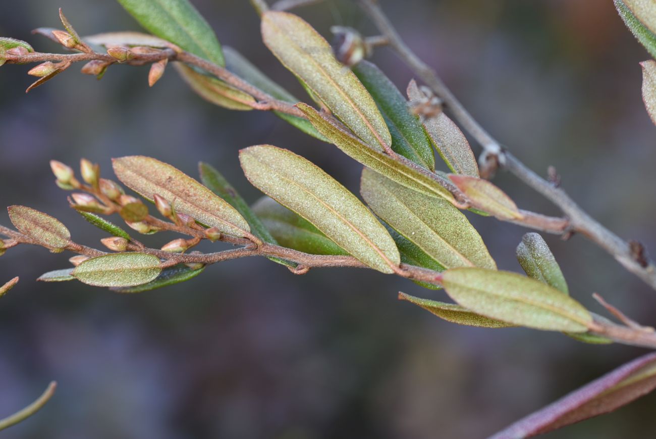 Изображение особи Chamaedaphne calyculata.