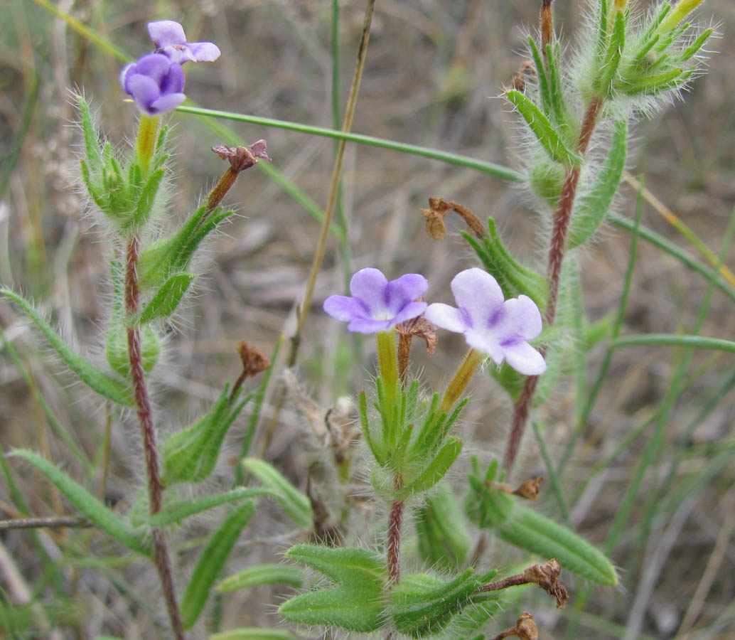 Image of Stenosolenium saxatile specimen.