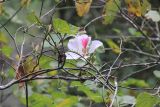 genus Bauhinia. Ветвь с цветком и бутонами. Китай, провинции Юньнань, р-н Сишуанбаньна, национальный парк \"Xishuangbanna Wild Elephant Valley\" (\"Долина диких слонов\"). 03.03.2017.