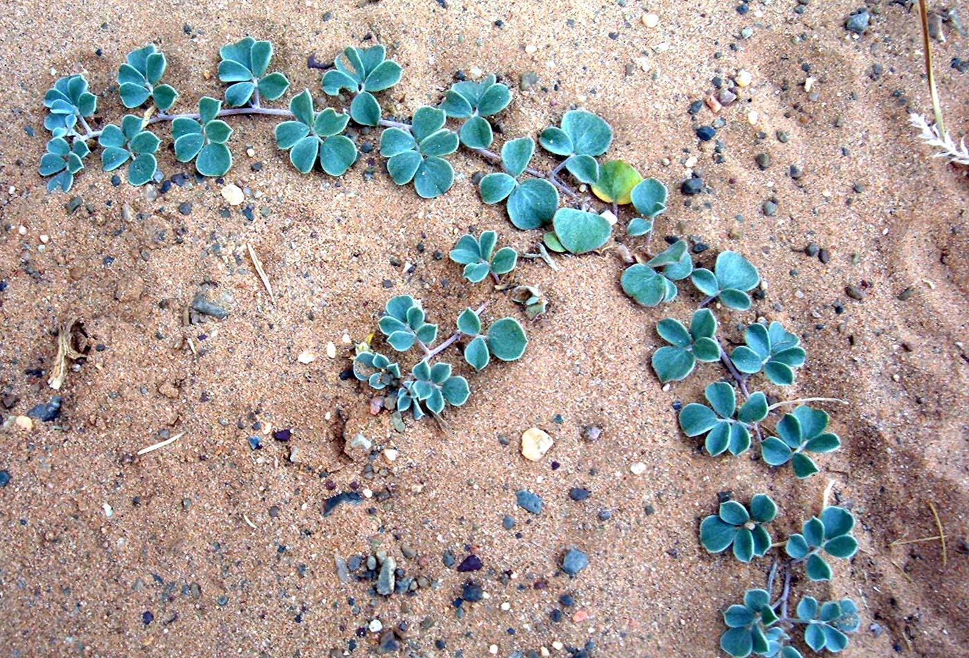Image of Chesneya mongolica specimen.
