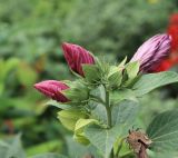 Hibiscus palustris