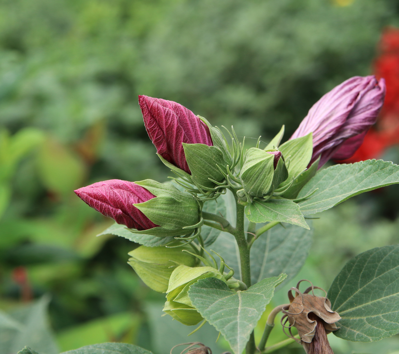 Image of Hibiscus palustris specimen.