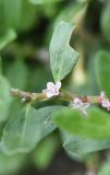 Polygonum alpestre. Часть побега с цветками и объеденным листом. Республика Ингушетия, Джейрахский р-н, окр. башенного комплекса Бархане. 22 июня 2022 г.