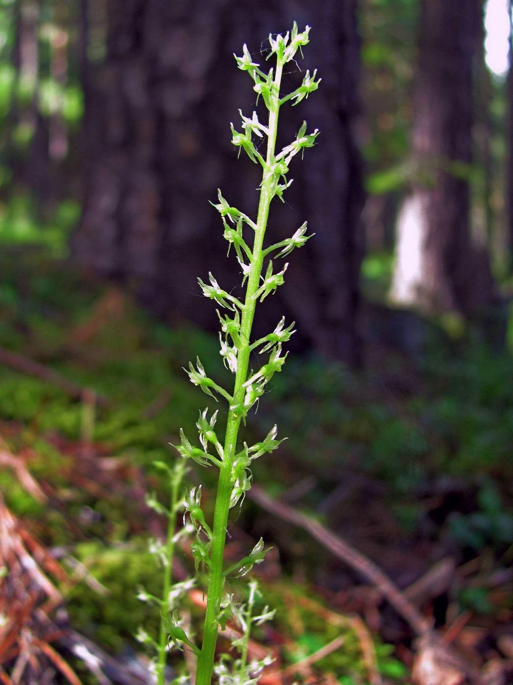 Image of Malaxis monophyllos specimen.