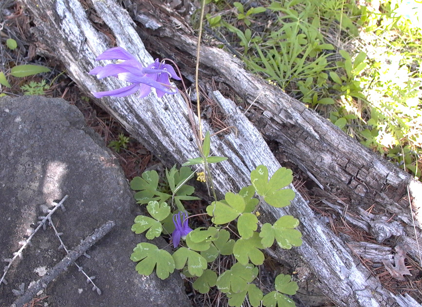 Image of Aquilegia sibirica specimen.