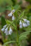 Symphytum tauricum. Соцветия. Ставропольский край, Кавказские Минеральные Воды, Бештаугорский заказник, каменистый склон. 04.05.2014.