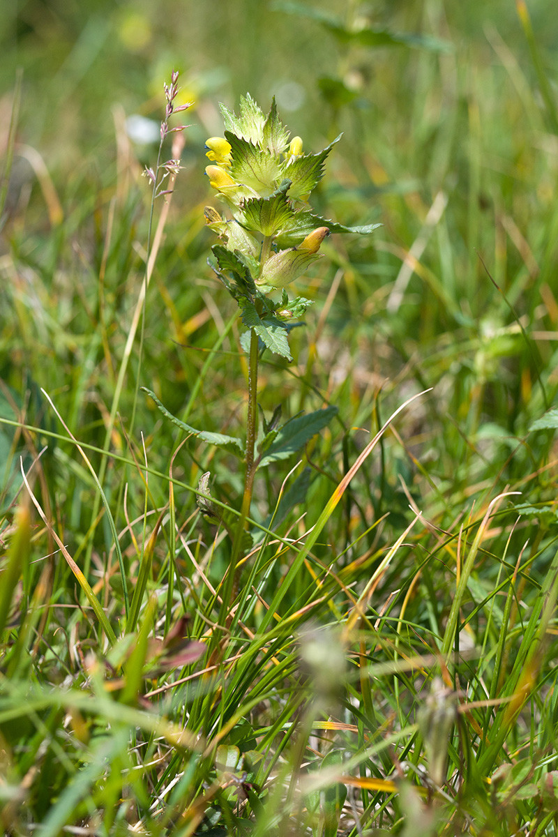 Изображение особи Rhinanthus minor.