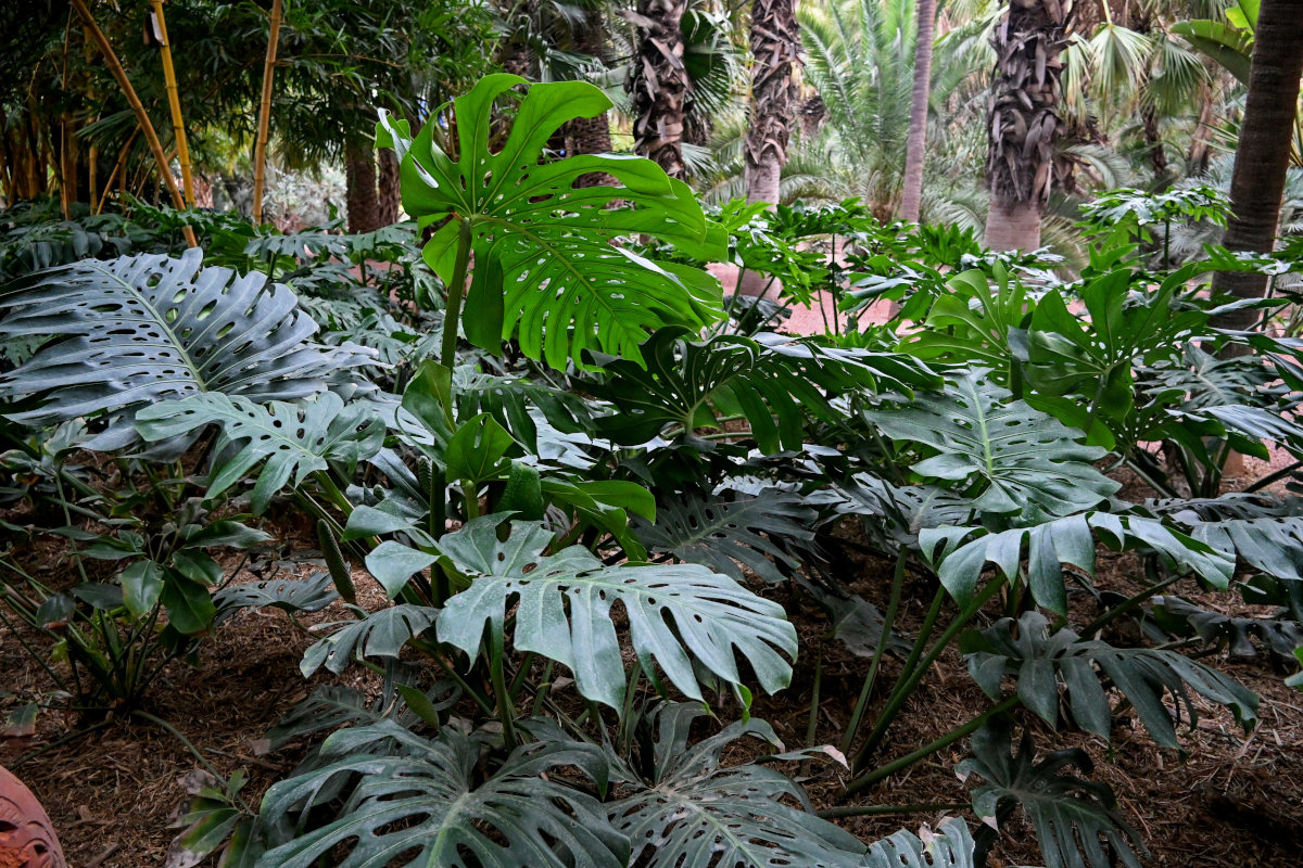 Image of Monstera deliciosa specimen.