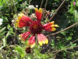 genus Gaillardia. Соцветие. Беларусь, Гродненская обл., г. Новогрудок, в щелях между плиткой. 09.09.2021.