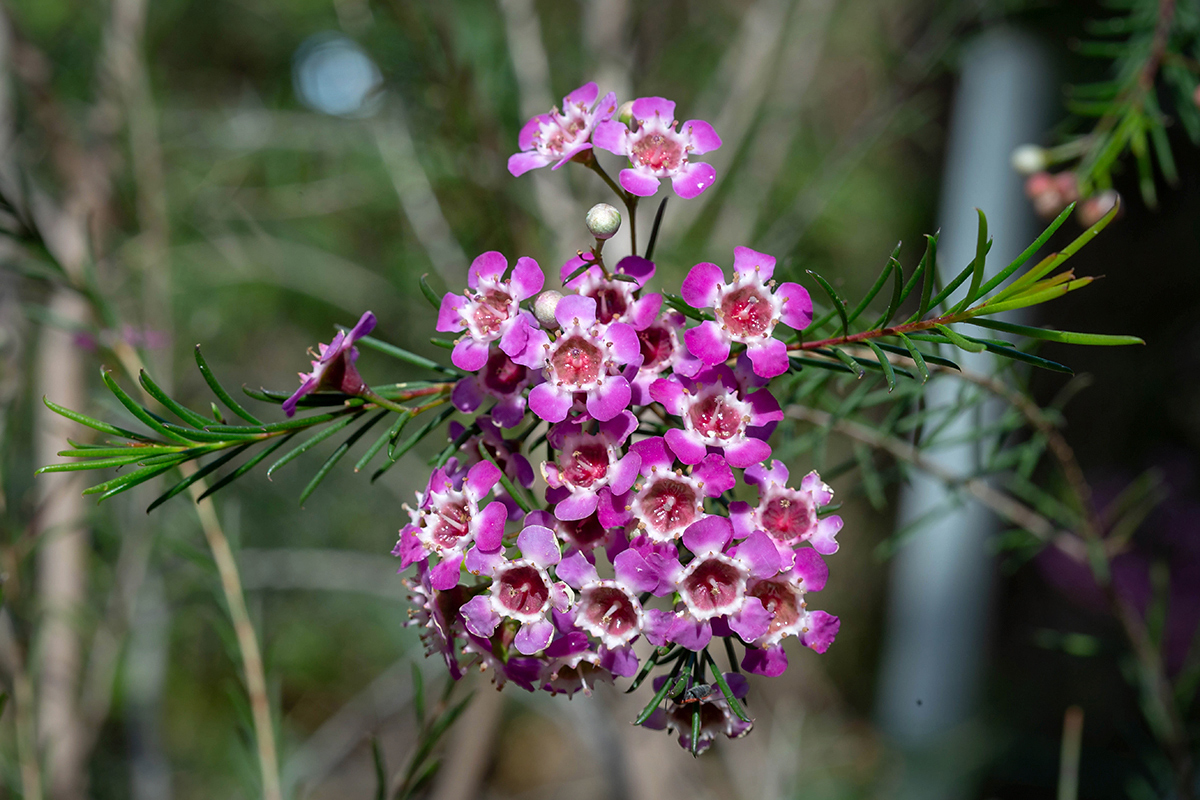 Изображение особи Chamelaucium uncinatum.