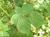 Rubus nessensis. Лист. Курская обл., Железногорский р-н, с. Карманово, ур. \"Кармановская дача\", под пологом леса. 24 июля 2007 г.