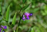 Lathyrus frolovii. Верхушка побега с соцветием. Хакасия, Орджоникидзевский р-н, долина р. Сарала, луг. 09.06.2022.