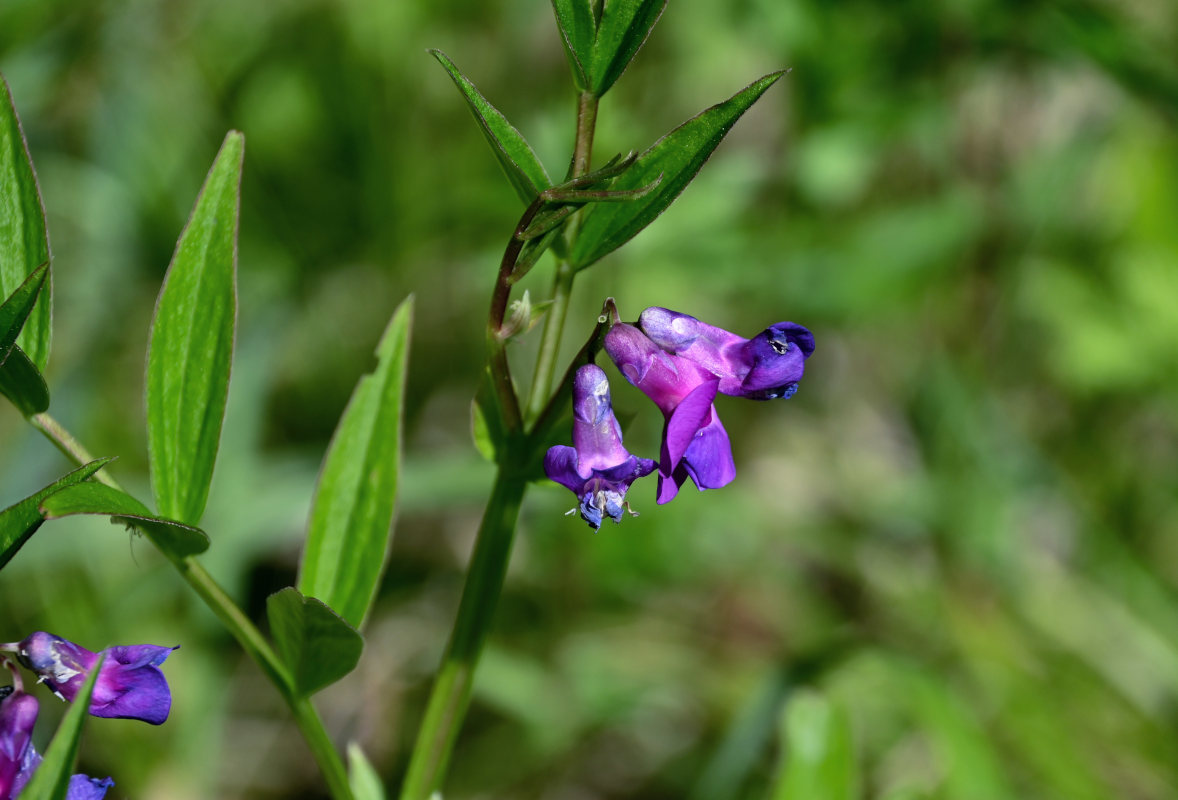 Изображение особи Lathyrus frolovii.