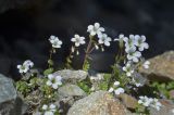 Saxifraga sibirica. Цветущее растение. Республика Северная Осетия-Алания, Ирафский р-н, Большой Кавказ, верхняя часть долины р. Бартуидон, конечная морена ледника Бартуй, ≈ 2650 м н.у.м., между камней. 11.07.2021.