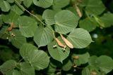 Tilia americana