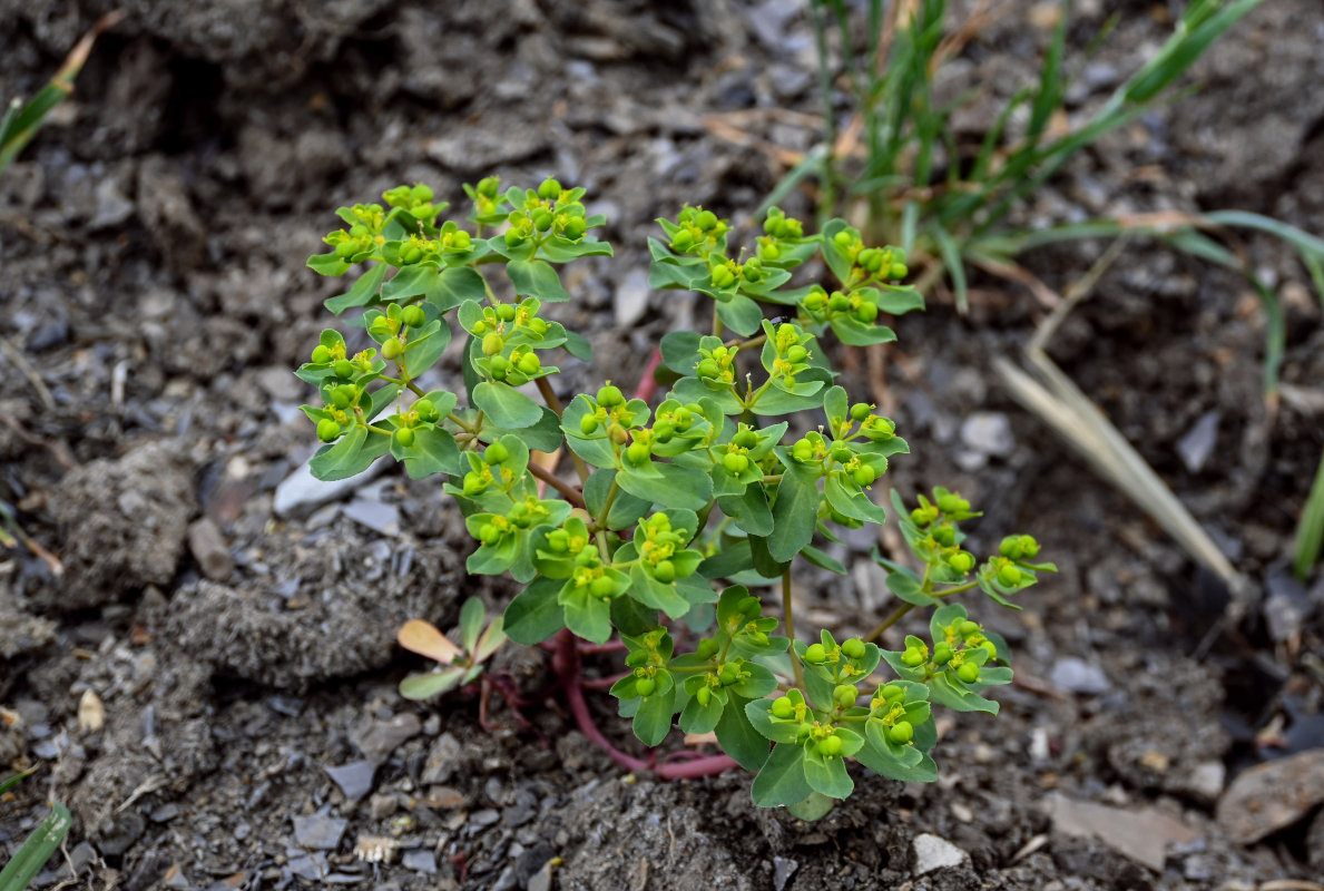 Изображение особи Euphorbia helioscopia.