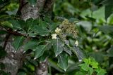 Hydrangea petiolaris. Верхушка ветви с соцветием. Курильские о-ва, о-в Кунашир, берег оз. Лагунное, опушка широколиственного леса. 18.08.2022.