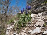 Muscari neglectum. Цветущее растение. Краснодарский край, м/о г. Новороссийск, гора Рябкова, скальное обнажение. 16.04.2017.