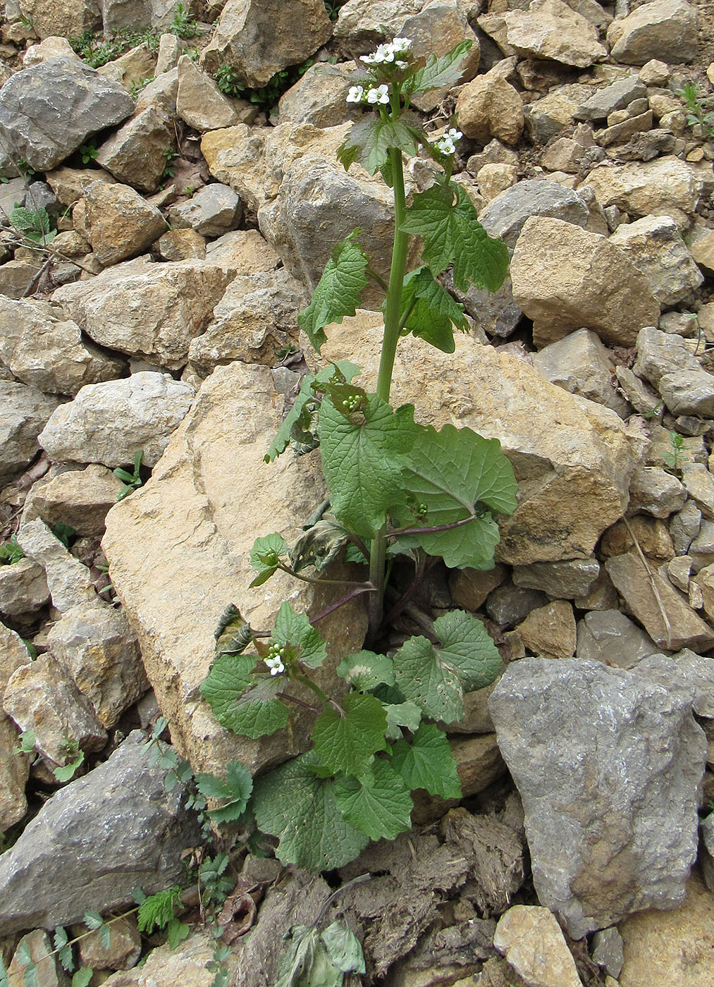 Image of Alliaria petiolata specimen.