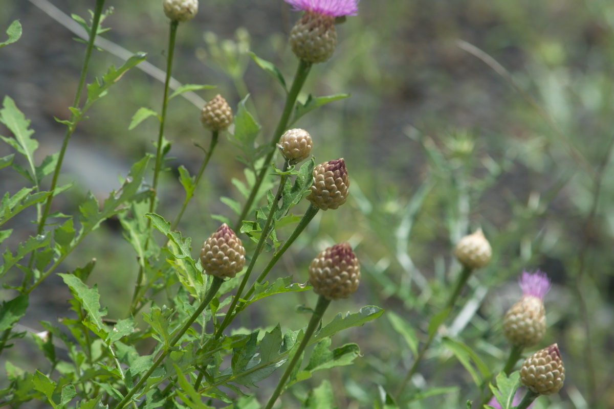 Изображение особи род Centaurea.