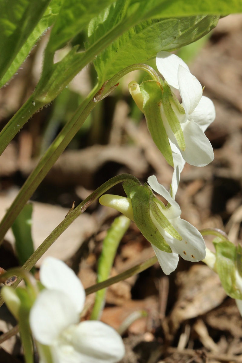 Изображение особи Viola mirabilis.