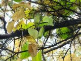 Aristolochia macrophylla