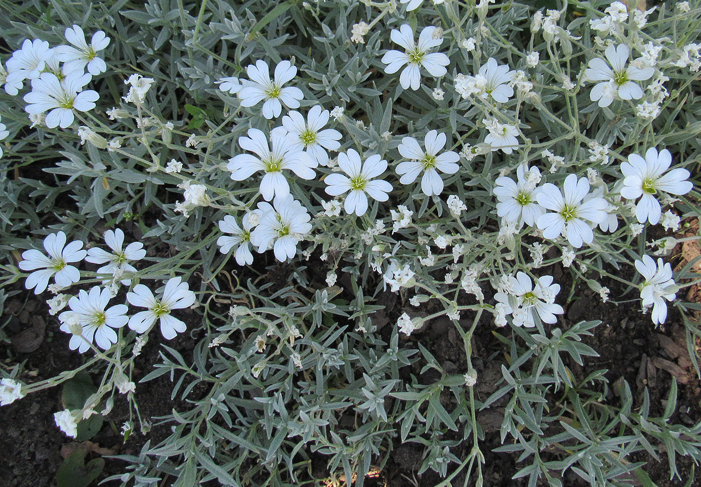 Изображение особи Cerastium argenteum.