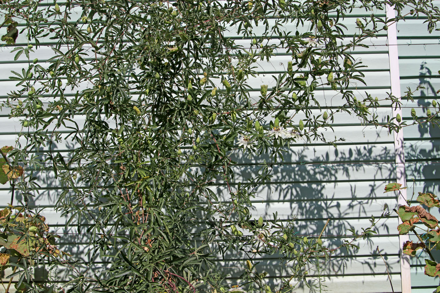 Image of Passiflora caerulea specimen.