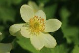 Anemone × lipsiensis. Цветок. Ленинградская обл., Ломоносовский р-н, окр. дер. Ломаха; нижняя часть склона дол. р. Ламошка, поляна в окружении широколиственного леса. 21.05.2023.