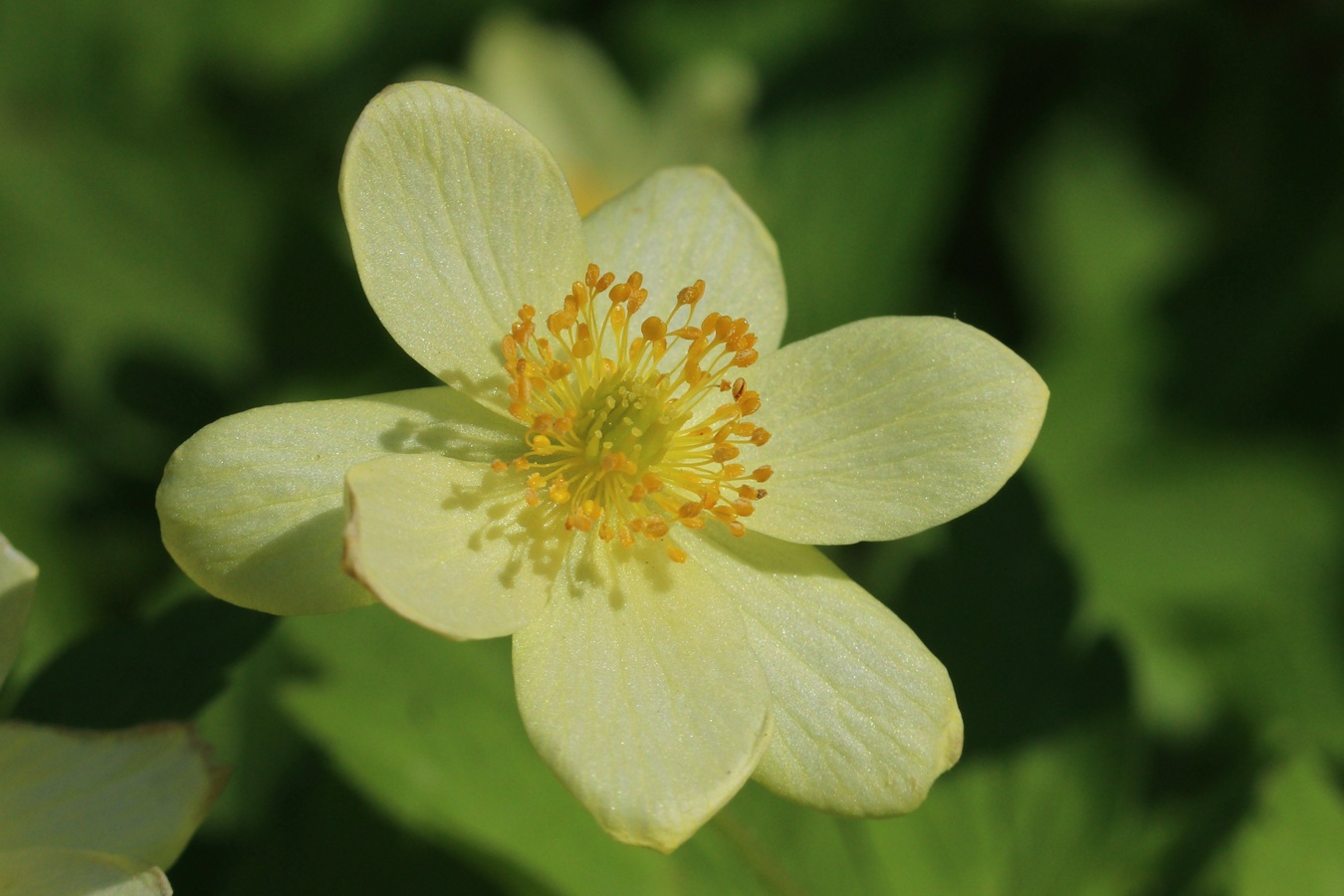 Изображение особи Anemone &times; lipsiensis.