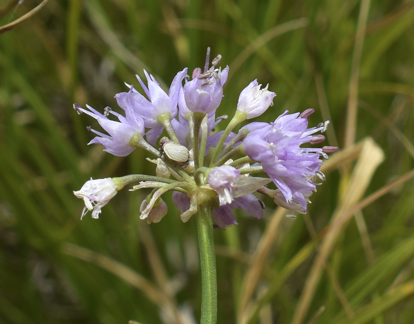 Image of Allium lusitanicum specimen.