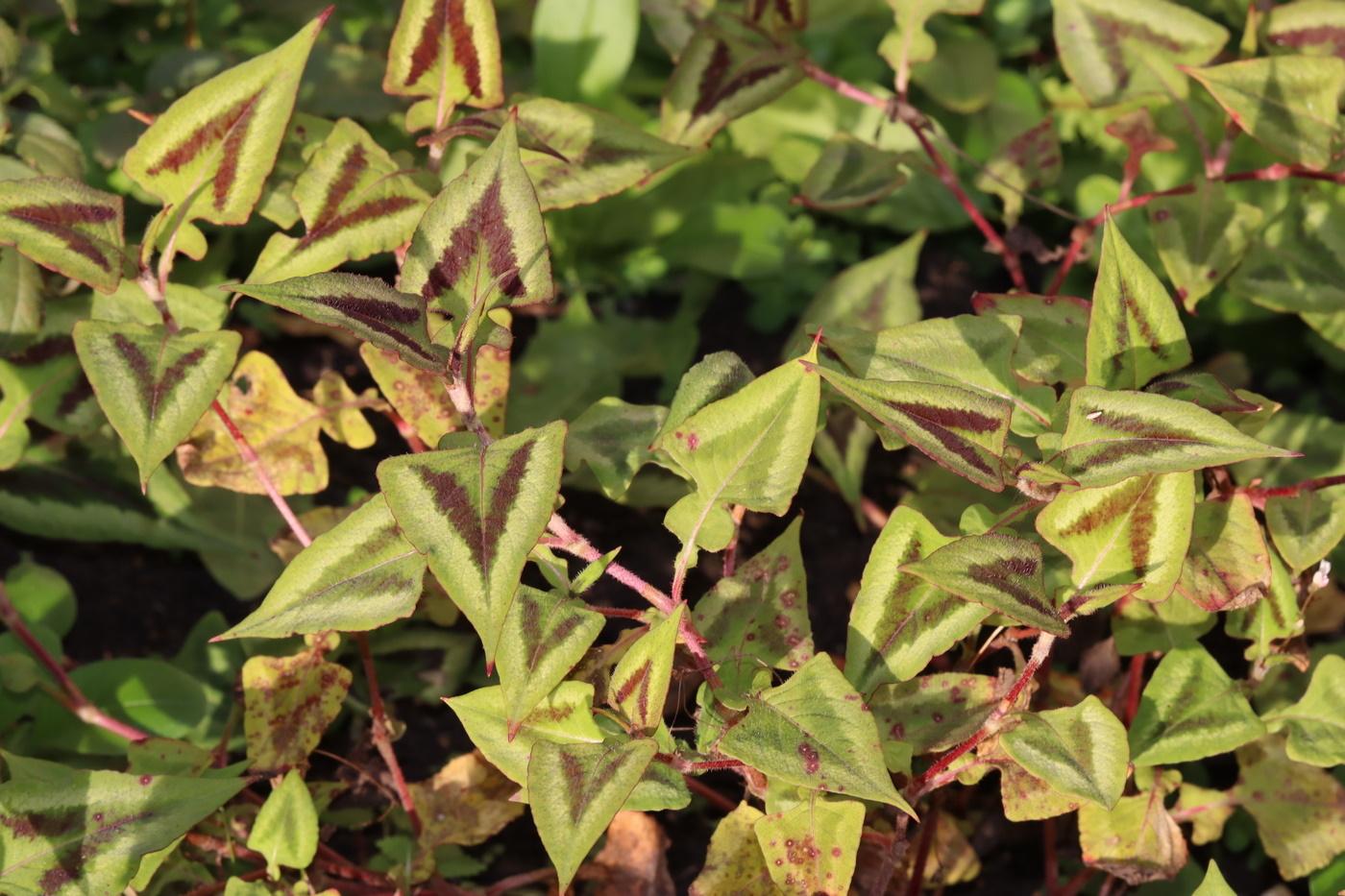 Изображение особи Persicaria microcephala.