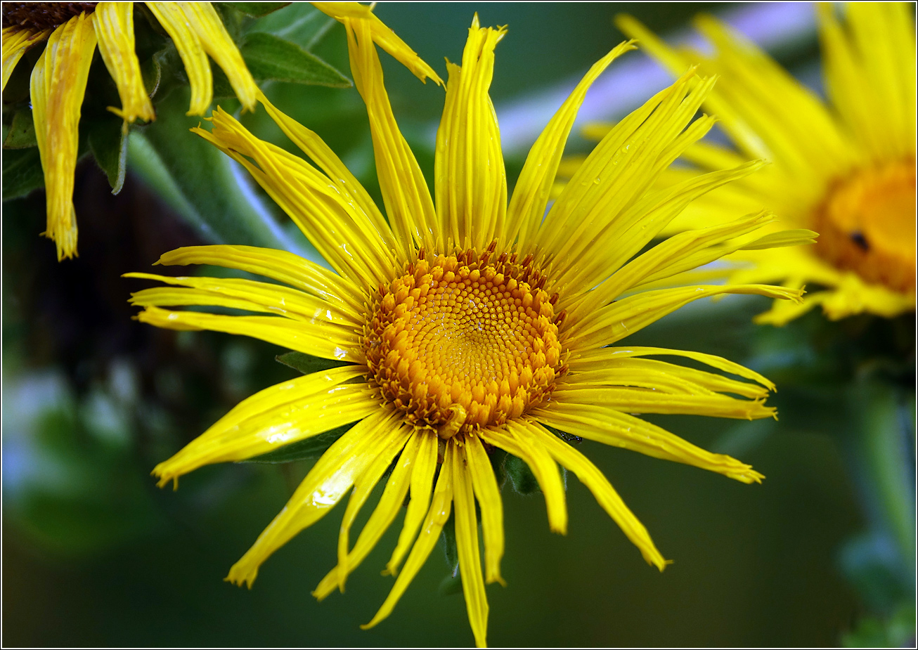 Изображение особи Inula helenium.