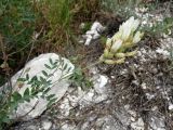 Astragalus albicaulis