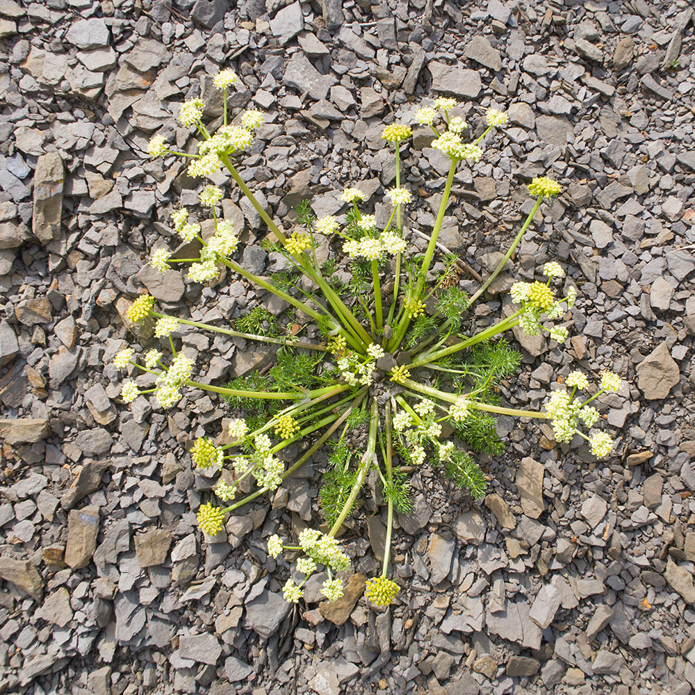 Image of Chamaesciadium acaule specimen.