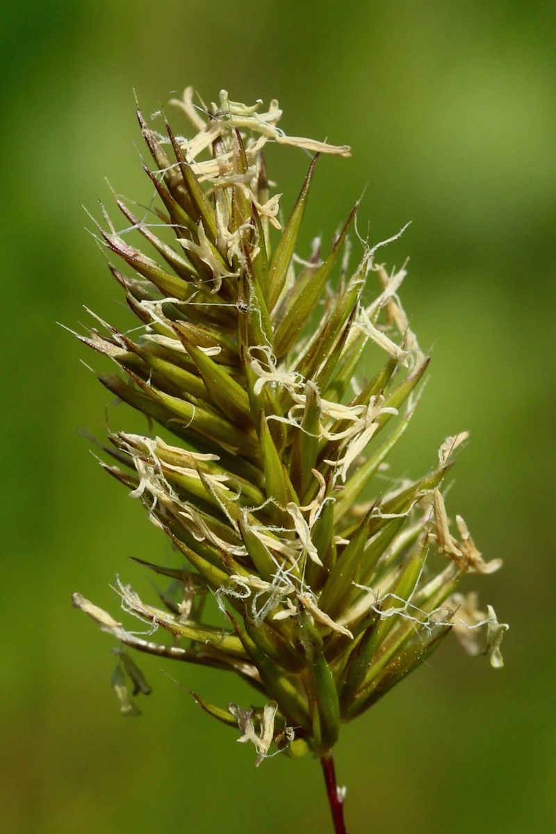 Image of Anthoxanthum odoratum specimen.