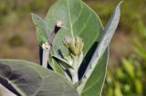 Calotropis gigantea. Верхушка растения с развивающимся соцветием и повреждённым побегом. Вьетнам, провинция Кханьхоа, г. Нячанг, гора Co Tien (Angel Mountain), травянисто-кустарниковый склон. 08.09.2023.