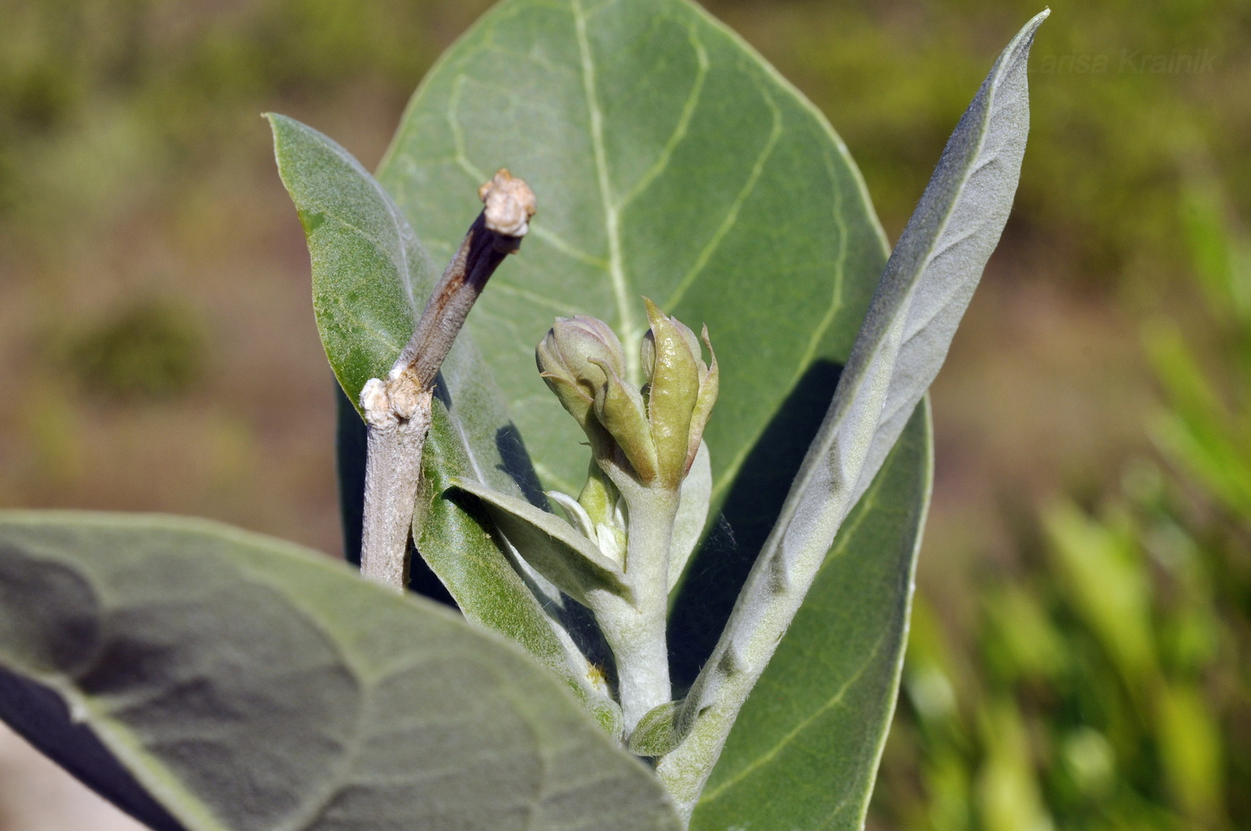 Image of Calotropis gigantea specimen.