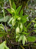 Helleborus caucasicus