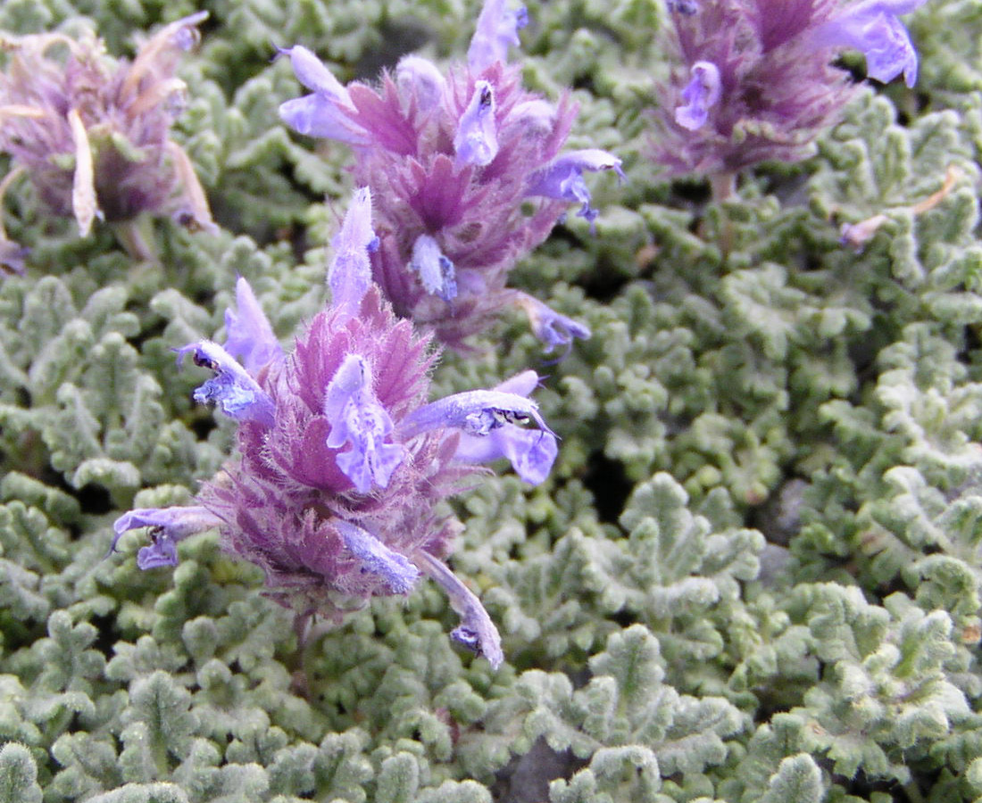 Image of Dracocephalum origanoides specimen.