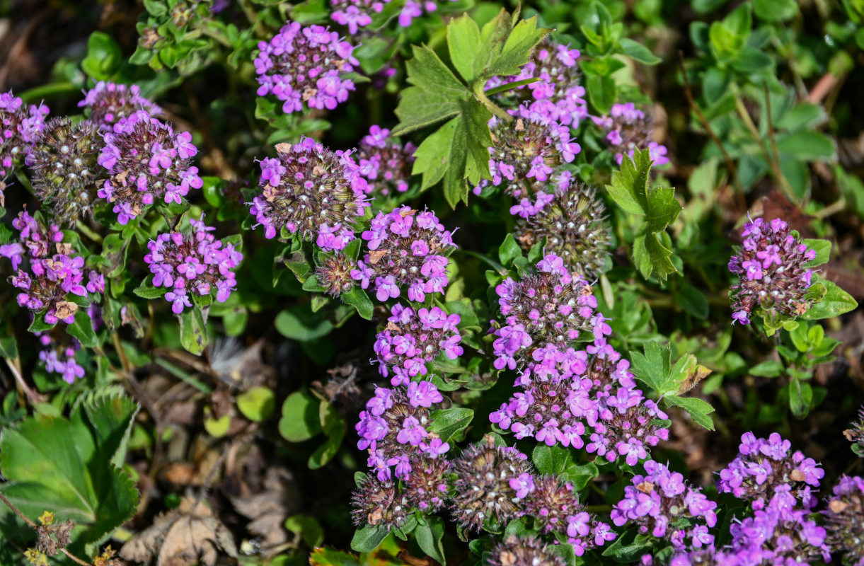 Изображение особи род Thymus.