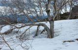 Betula pendula. Часть вегетирующего дерева на тающем снежнике. Адыгея, Кавказский биосферный заповедник, хр. Каменное Море, роща на кромке обрыва, выс. ≈ 2000 м н.у.м. 01.05.2023.